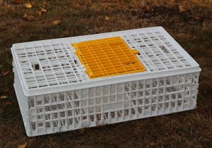 Low Cost Poultry Coop