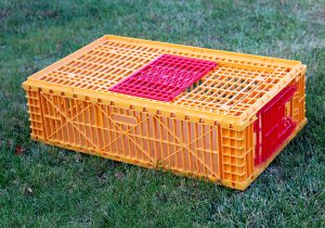 Pheasant or poultry coop with side door