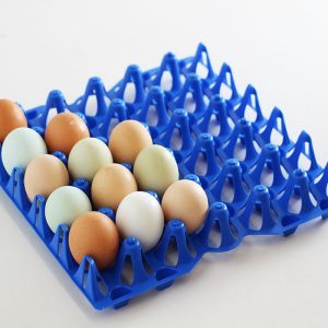 Poultry Division
